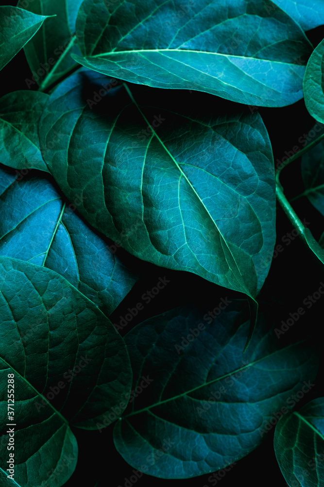 Obraz premium closeup nature view of green leaf in garden, dark tone nature background, tropical leaf