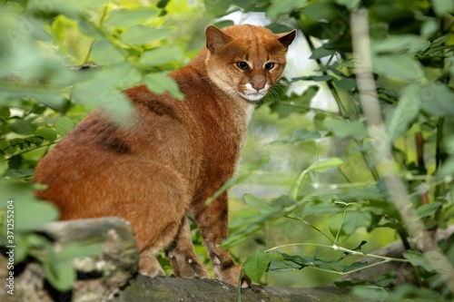 Jaguarundi, herpailurus yaguarondi, Adult standing on Branch photo