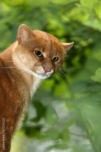 Jaguarundi, herpailurus yaguarondi, Portrait of Adult photo