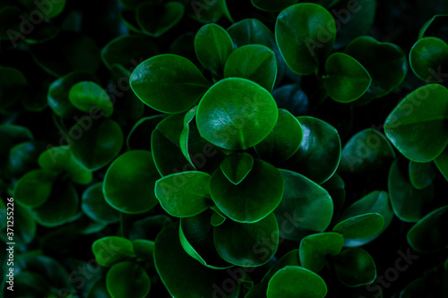 closeup nature view of green leaf in garden  dark tone nature background  tropical leaf