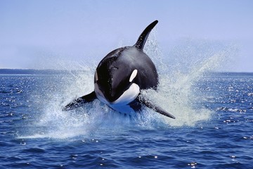 Killer Whale, orcinus orca, Adult Leaping, Canada