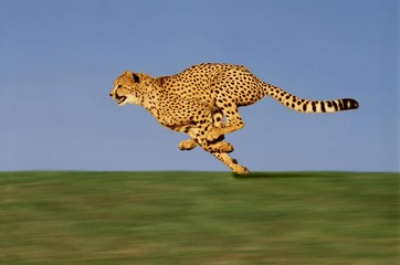 CHEETAH acinonyx jubatus, Adult running through Savannah