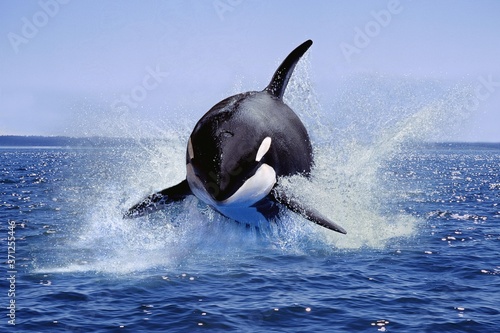 Killer Whale, orcinus orca, Adult Leaping, Canada photo