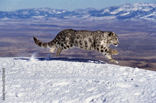 Snow Leopard or Ounce, uncia uncia, Adult running on Snow through Mountain © slowmotiongli
