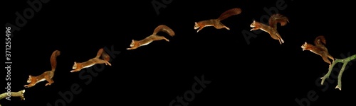 Red Squirrel, sciurus vulgaris, Male Leaping, Movement Sequence