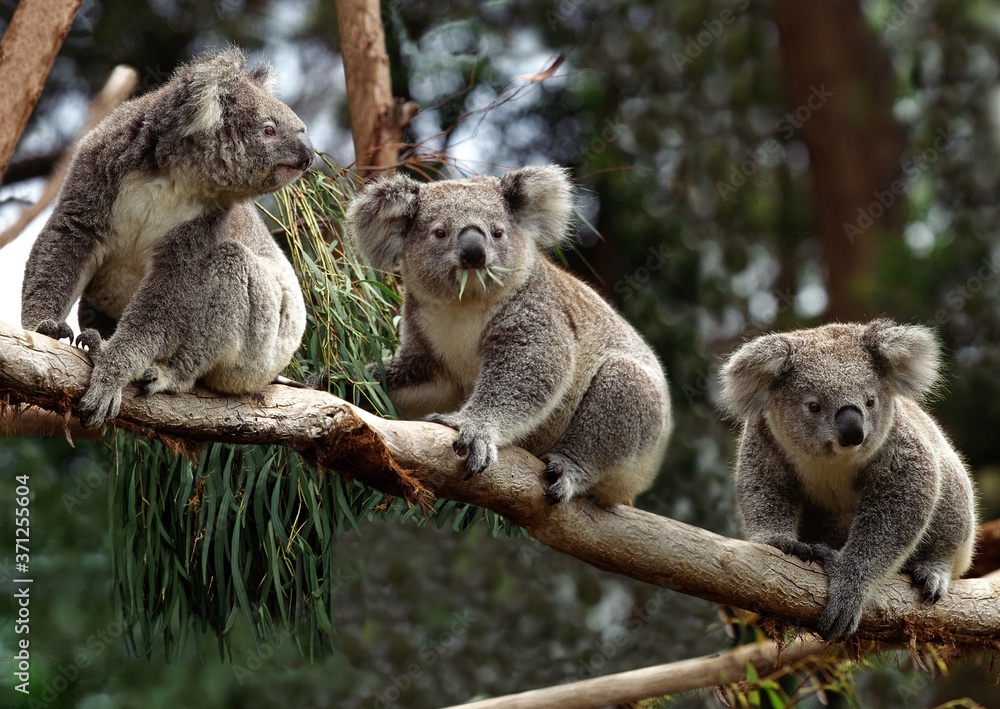 Obraz premium Koala, phascolarctos cinereus, Group sitting on Branch, Australia
