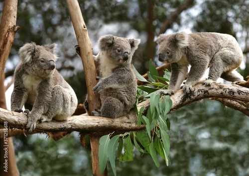 Photography Koala, phascolarctos cinereus, Group sitting on Branch, Australia