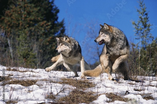 North American Grey Wolf  canis lupus occidentalis  Adults running on Snow  Canada