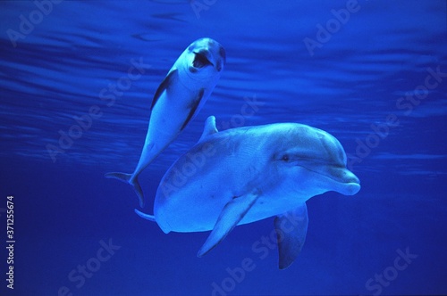Bottlenose Dolphin, tursiops truncatus, Mother and Calf