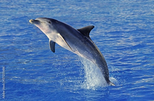 Fotografia Bottlenose Dolphin, tursiops truncatus, Adult Leaping