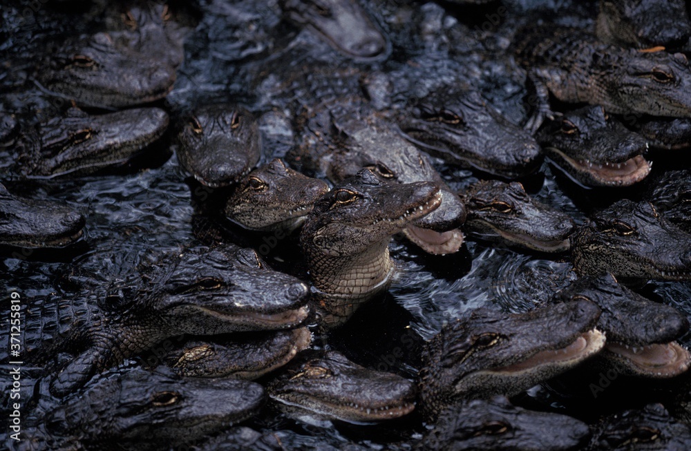 American Alligator, alligator mississipiensis, Group of Youngs American Alligator, alligator mississipiensis, Group of Youngs