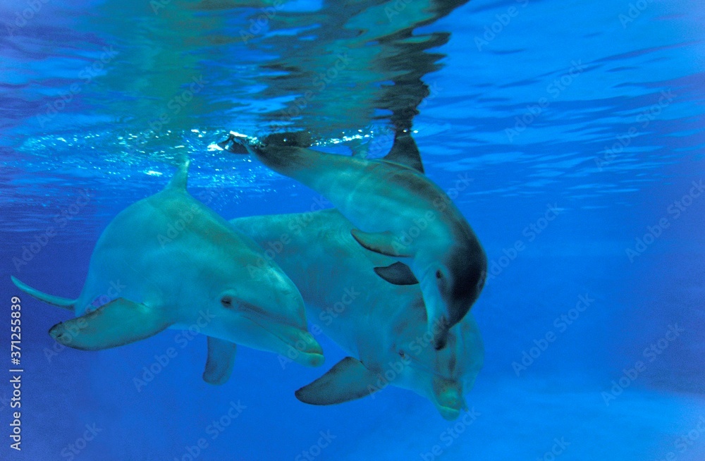 Naklejka premium Bottlenose Dolphin, tursiops truncatus, Mother and Calf