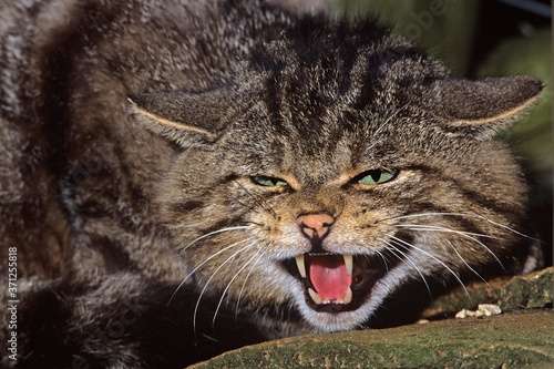 Photography European Wildcat, felis silvestris, Adult Snarling, With Open Mouth