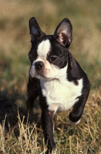 Boston Terrier Dog © slowmotiongli