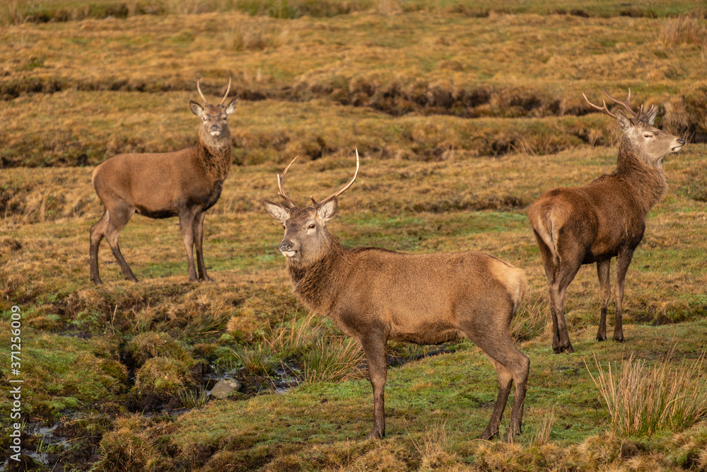 ciervo rojo, Cervus elaphus scoticus, Parque Nacional de Cairngorms, Highlands, Escocia, Reino Unido ciervo rojo, Cervus elaphus scoticus, Parque Nacional de Cairngorms, Highlands, Escocia, Reino Unido