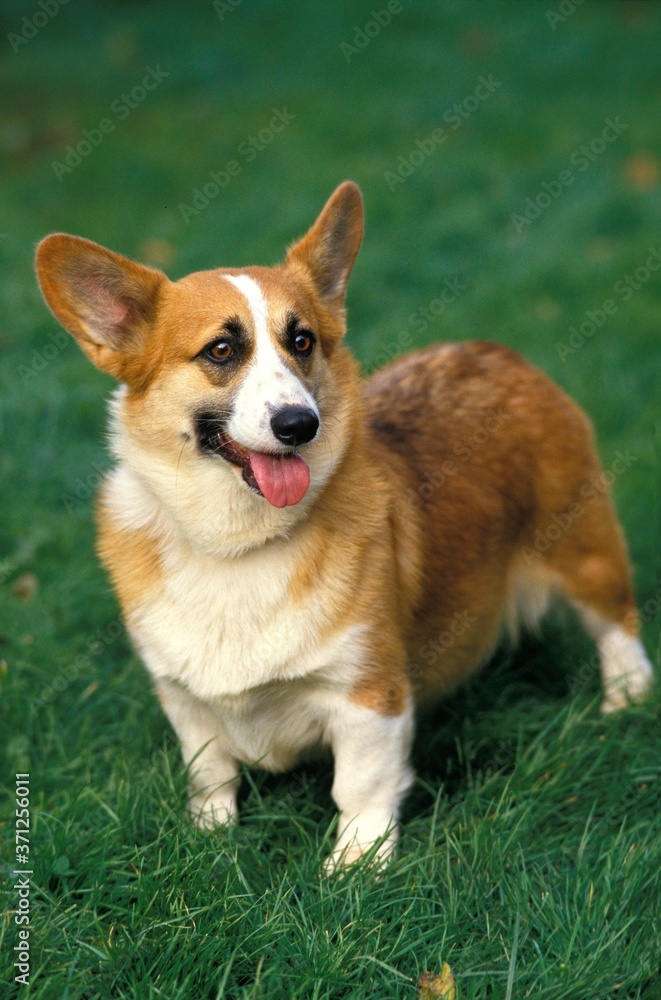 Pembroke Welsh Corgi standing on Grass Pembroke Welsh Corgi standing on Grass