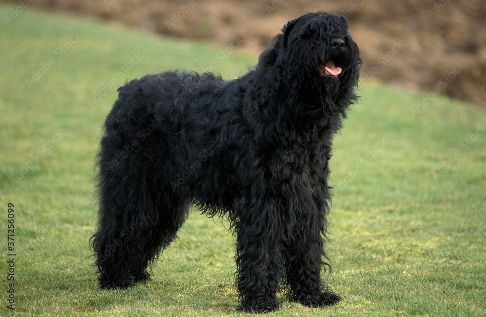 Black Russian Terrier standing on Lawn
