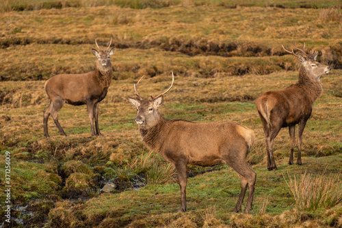 ciervo rojo, Cervus elaphus scoticus, Parque Nacional de Cairngorms, Highlands, Escocia, Reino Unido