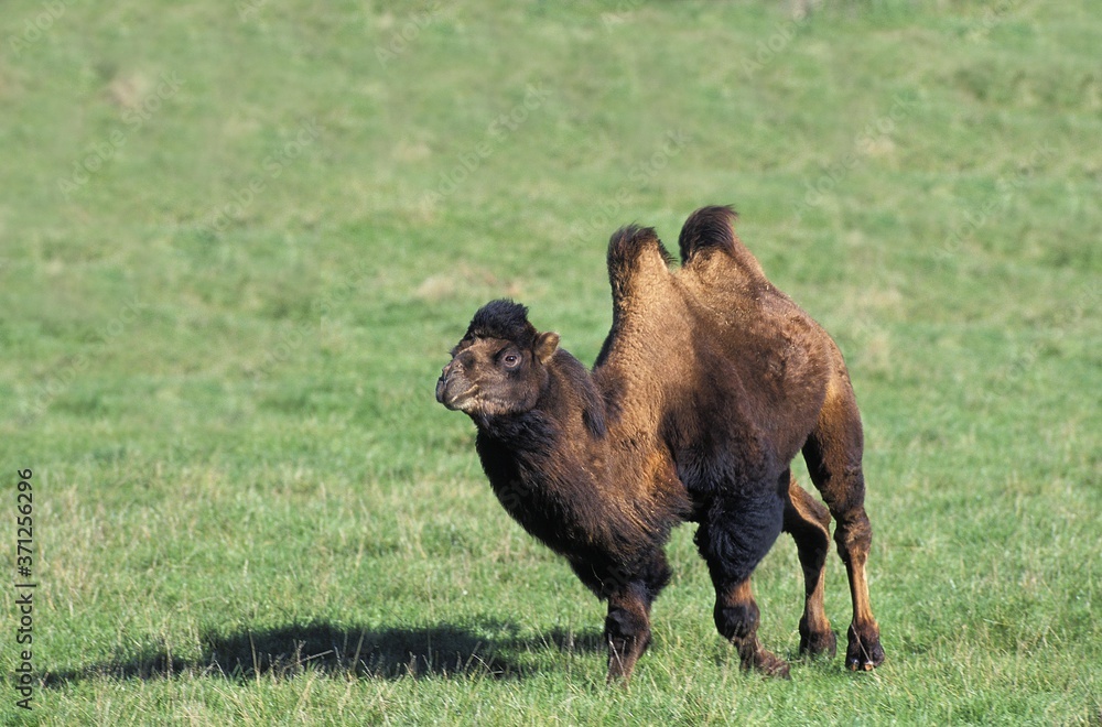 Bactrian Camel, camelus bactrianus Bactrian Camel, camelus bactrianus