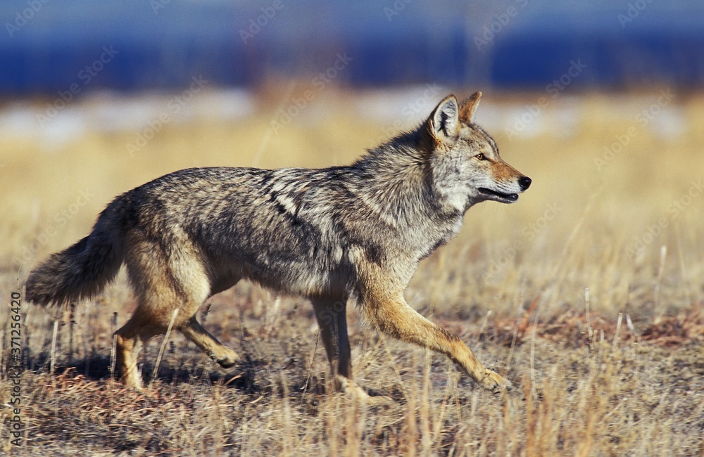 Coyote, canis latrans, Adult running, Montana Coyote, canis latrans, Adult running, Montana