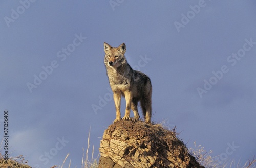 Coyote, canis latrans, Adult standing on rock, Montana photo