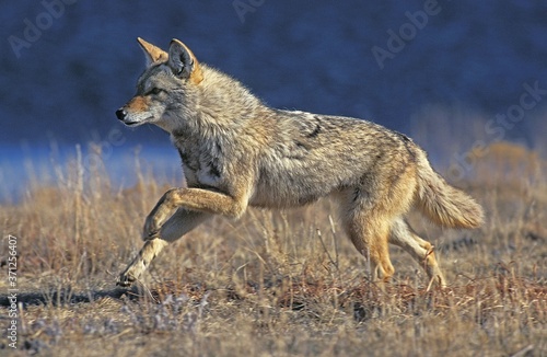 Photographie Coyote, canis latrans, Adult running, Montana