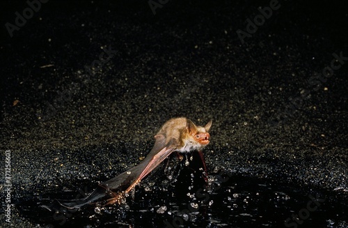 Mouse-Eared Bat  myotis myotis  Adult in Flight against Black background