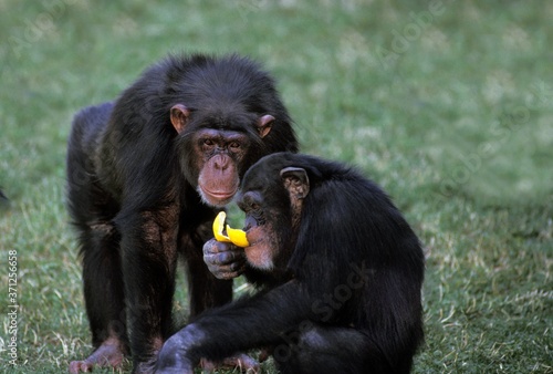 Chimpanzee  pan troglodytes