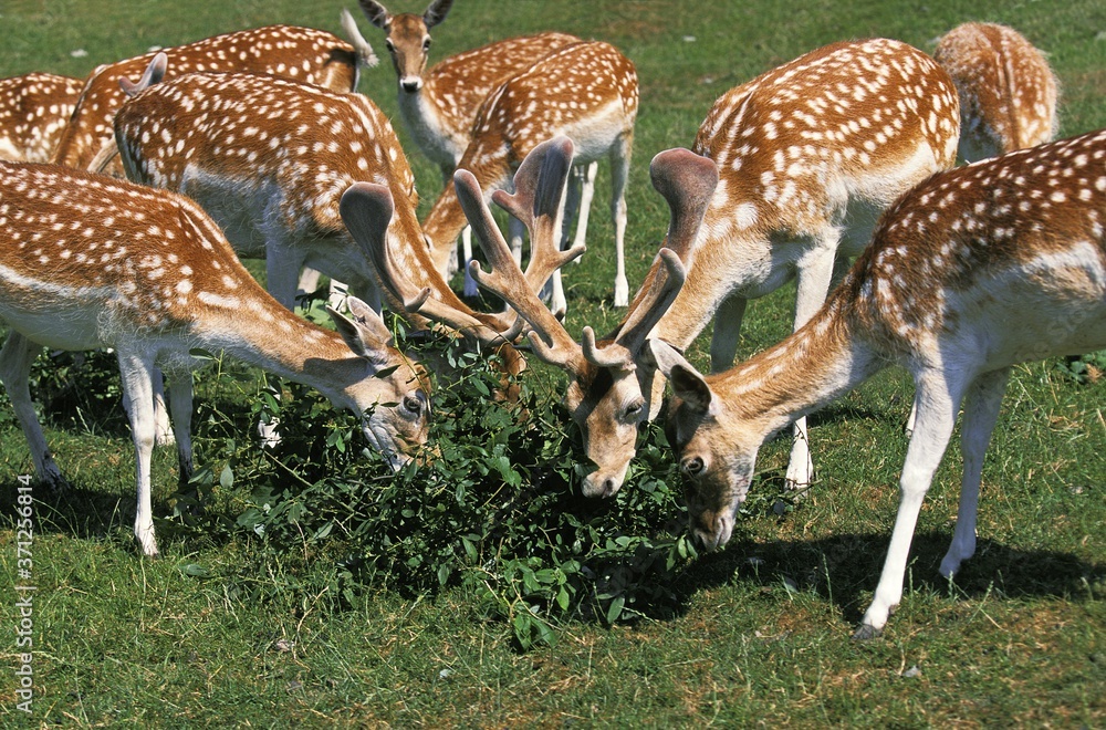 Fallow Deer, dama dama, Herd eating Leaves Fallow Deer, dama dama, Herd eating Leaves