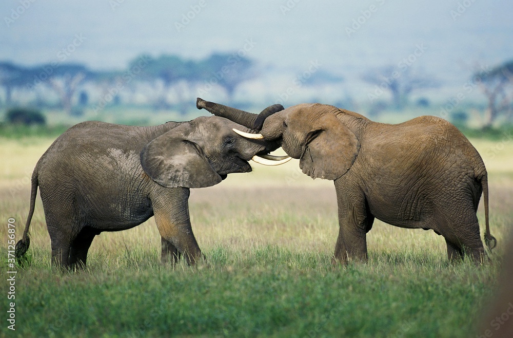 African Elephant, loxodonta africana, Youngs playing, Masai Mara Park in Kenya