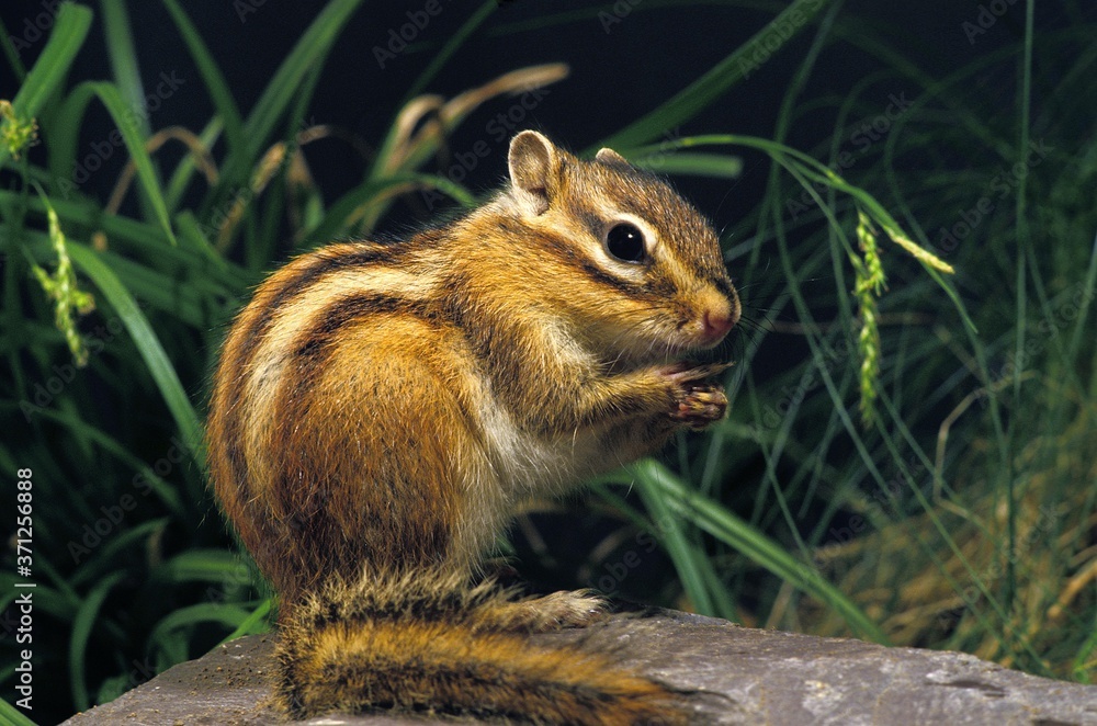 Corean Squirrel, eutamia sibericus, Adult Corean Squirrel, eutamia sibericus, Adult