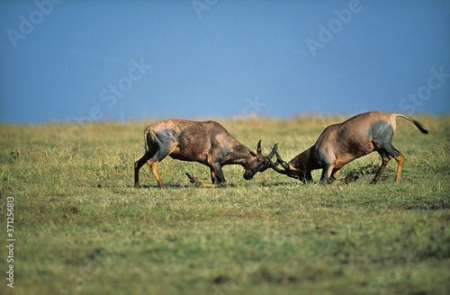 Topi  damaliscus korrigum  Males fighting  Masai Mara Park in Kenya