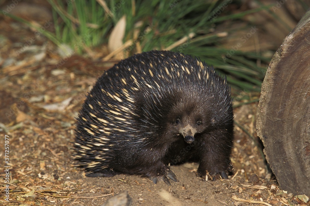 Fototapeta premium Short Beaked Echidna, tachyglossus aculeatus, Australia