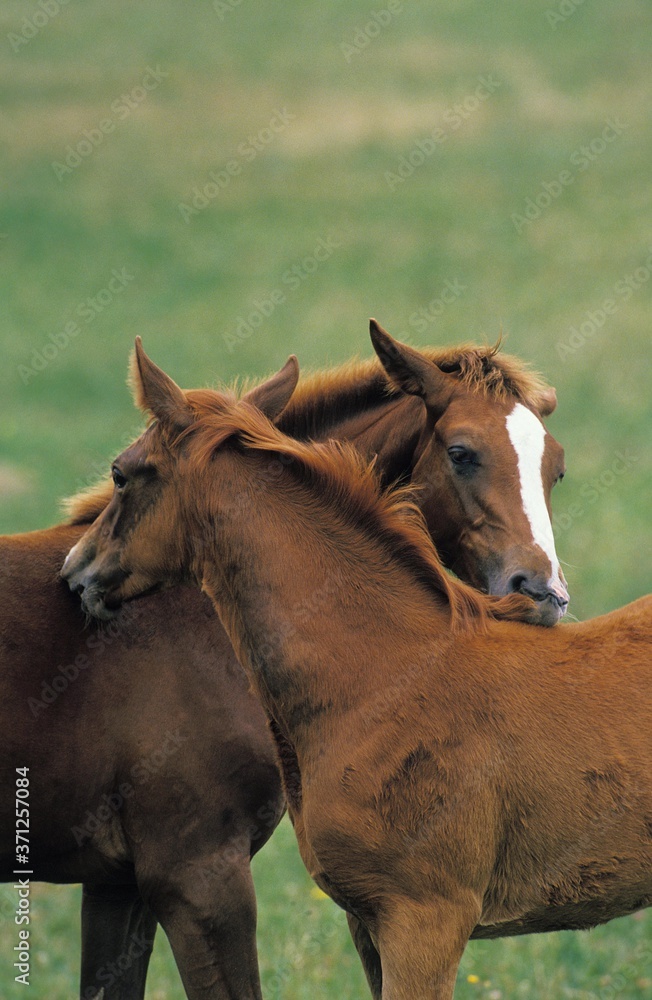 Anglo Arab Horse, Mare with Foal Grooming Anglo Arab Horse, Mare with Foal Grooming