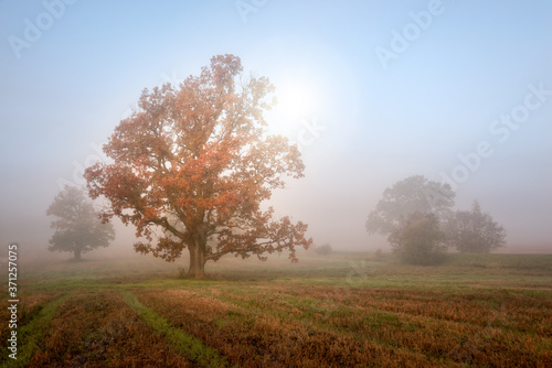 Autumn morning landscape. Sun shines through mist at in meadow. Tranquil nature background.