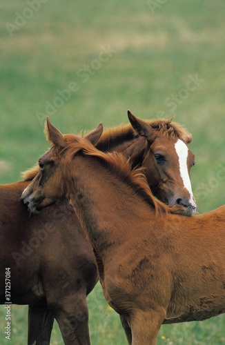 Anglo Arab Horse, Mare with Foal Grooming