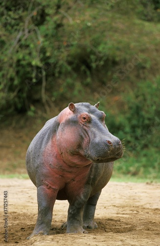 Fotografie Hippopotamus, hippopotamus amphibius, Masai Mara Park in Kenya