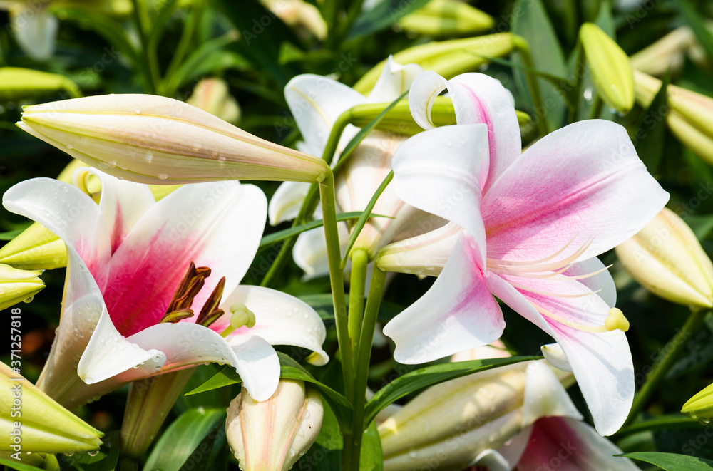 Obraz premium Close-up white lily flowers in the garden, lily Joop flowers, Lilium oriental Joop.