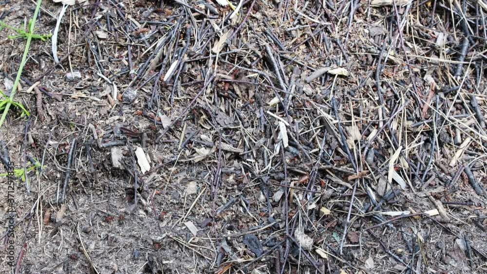 Closeup view of anthill and ants running on it. Closeup view of anthill and ants running on it.