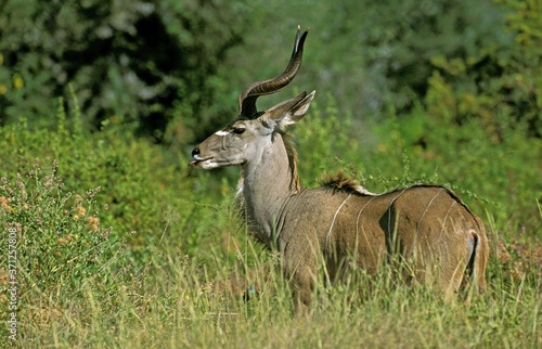 Greater Kudu, tragelaphus strepsiceros, Male standing in Bush, Kruger Park in South Africa © slowmotiongli