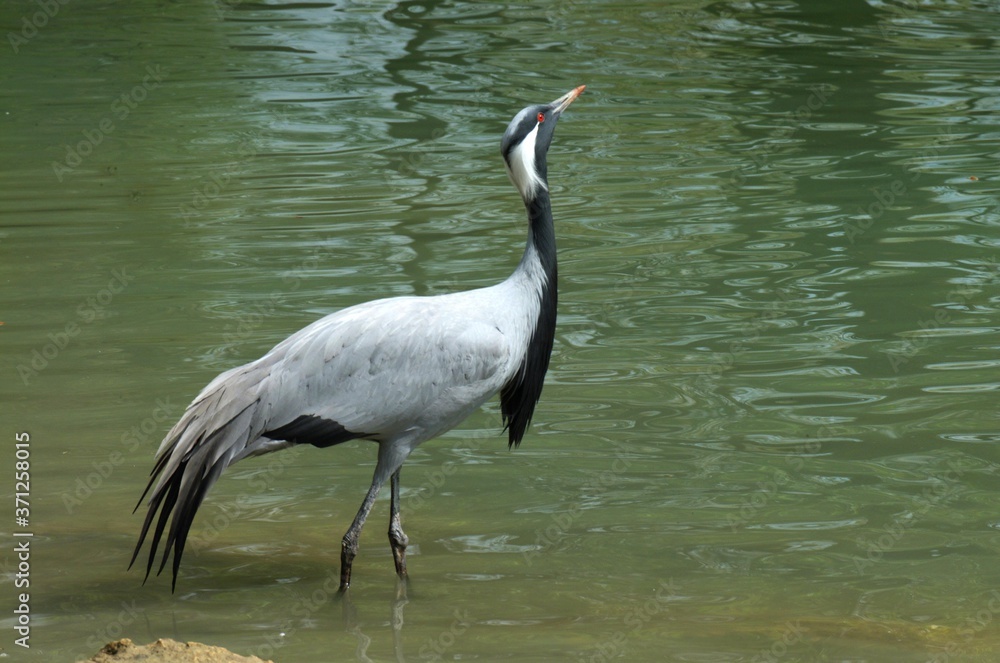 Obraz premium Demoiselle Crane, anthropoides virgo, Adult standing in Water
