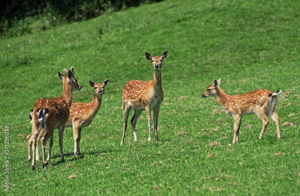 Vietnamese Sika Deer, cervus nippon pseudaxis, Herd Vietnamese Sika Deer, cervus nippon pseudaxis, Herd