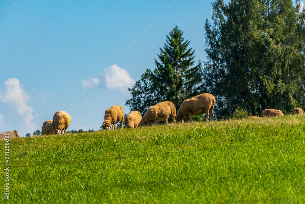 several sheep graze on a small mountain top several sheep graze on a small mountain top