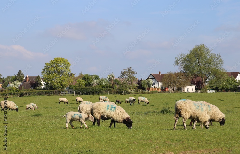 Sheep and lambs grazing in a Prestbury, Gloucestershire, village field in England. Sheep and lambs grazing in a Prestbury, Gloucestershire, village field in England.