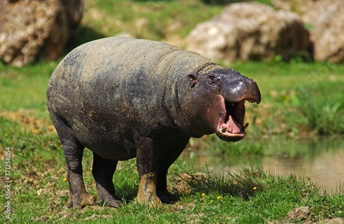 Pygmy Hippopotamus, choeropsis liberiensis, Adult Yawning