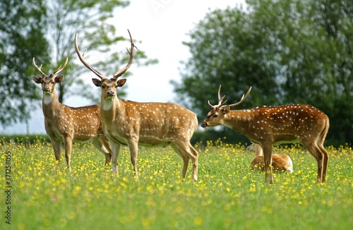 Canvas Print Axis Deer, axis axis, Males standing in Flowers