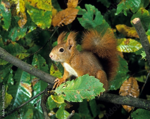 Red Squirrel, sciurus vulgaris, Female standing on Branch
