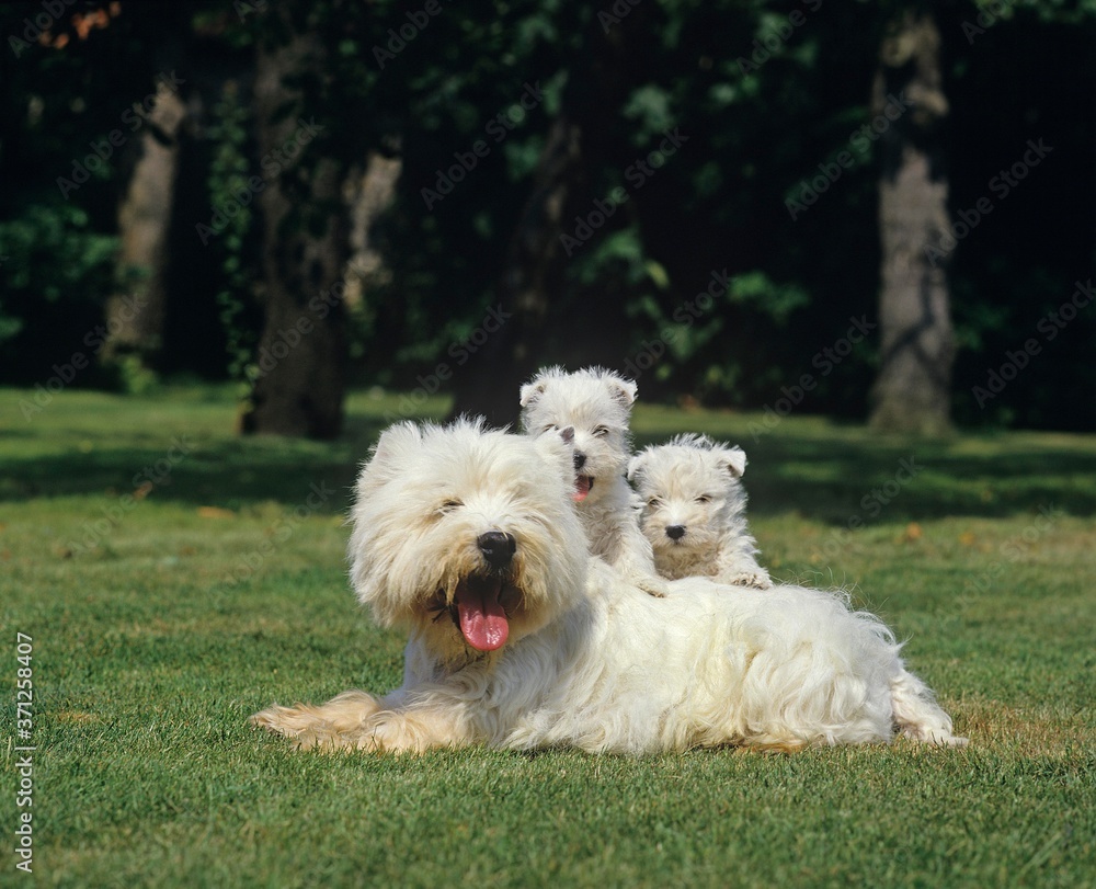 West Highland White Terrier or Westy, Mother with Puppies West Highland White Terrier or Westy, Mother with Puppies