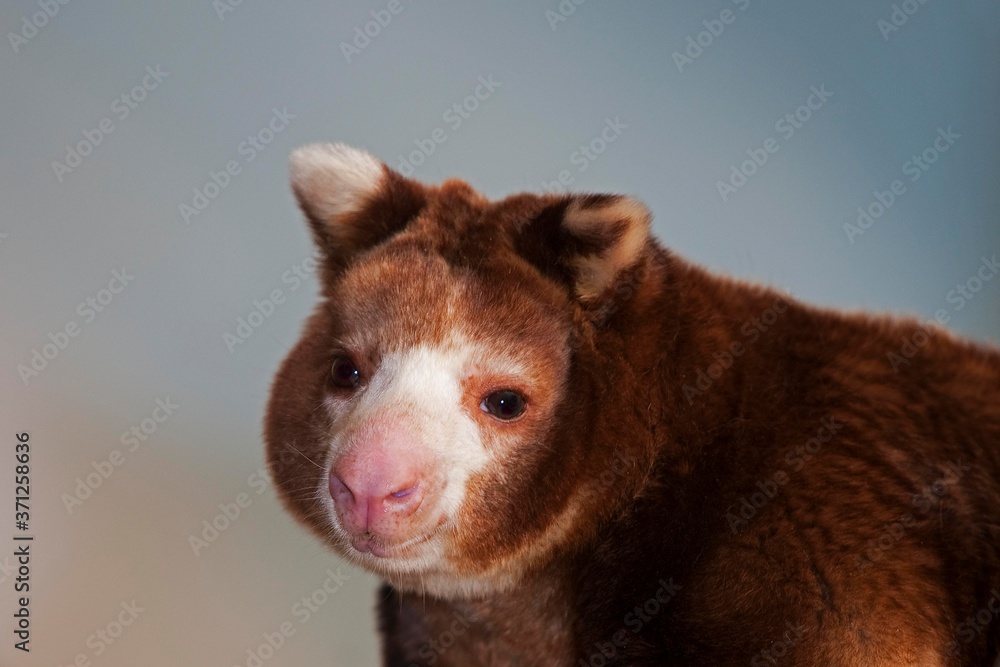 Fototapeta premium Matschie's Tree Kangaroo, dendrolagus matschiei, Portrait of Adult