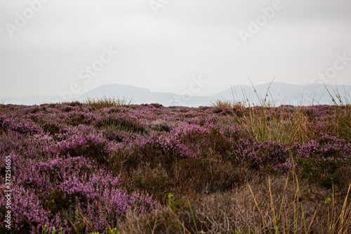 Purple heather on the Shropshire hills